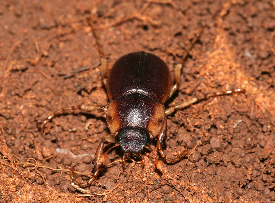 Geotrogus sicelidis